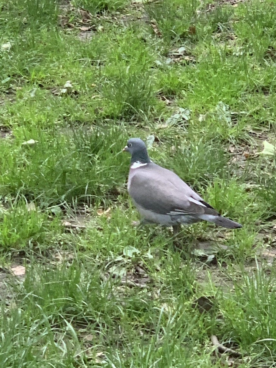 Common Wood-Pigeon - The Bird kid