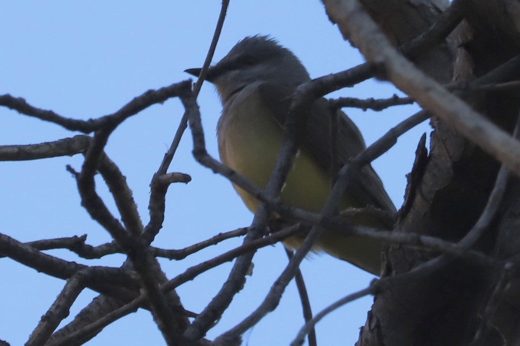 Ash-throated Flycatcher - JoAnn Dalley