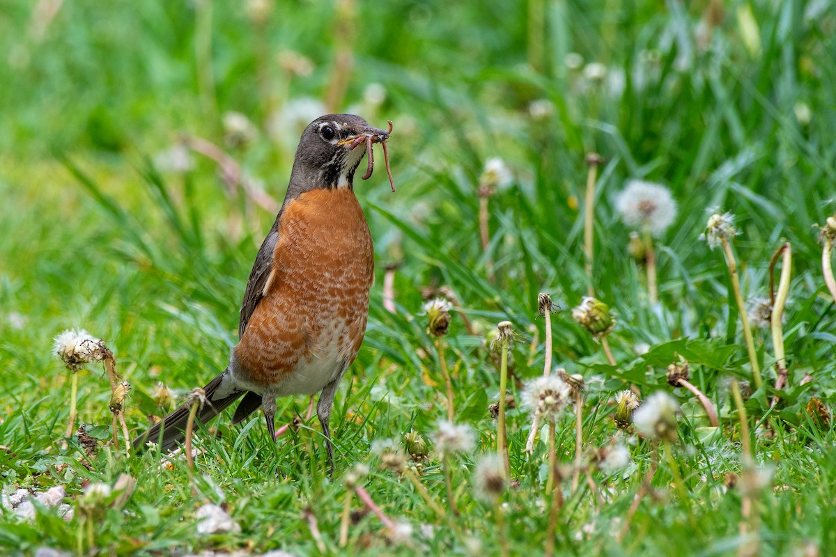 American Robin - ML619495937