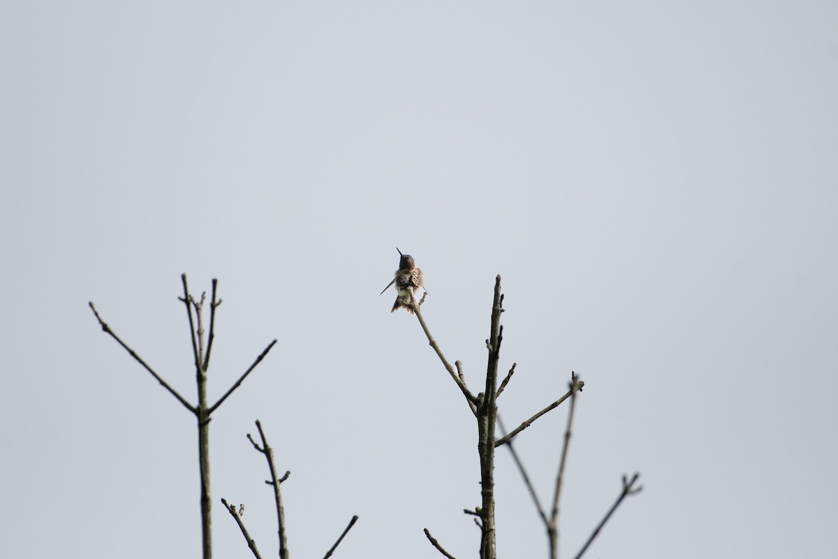 Ruby-throated Hummingbird - Larisa Prezioso