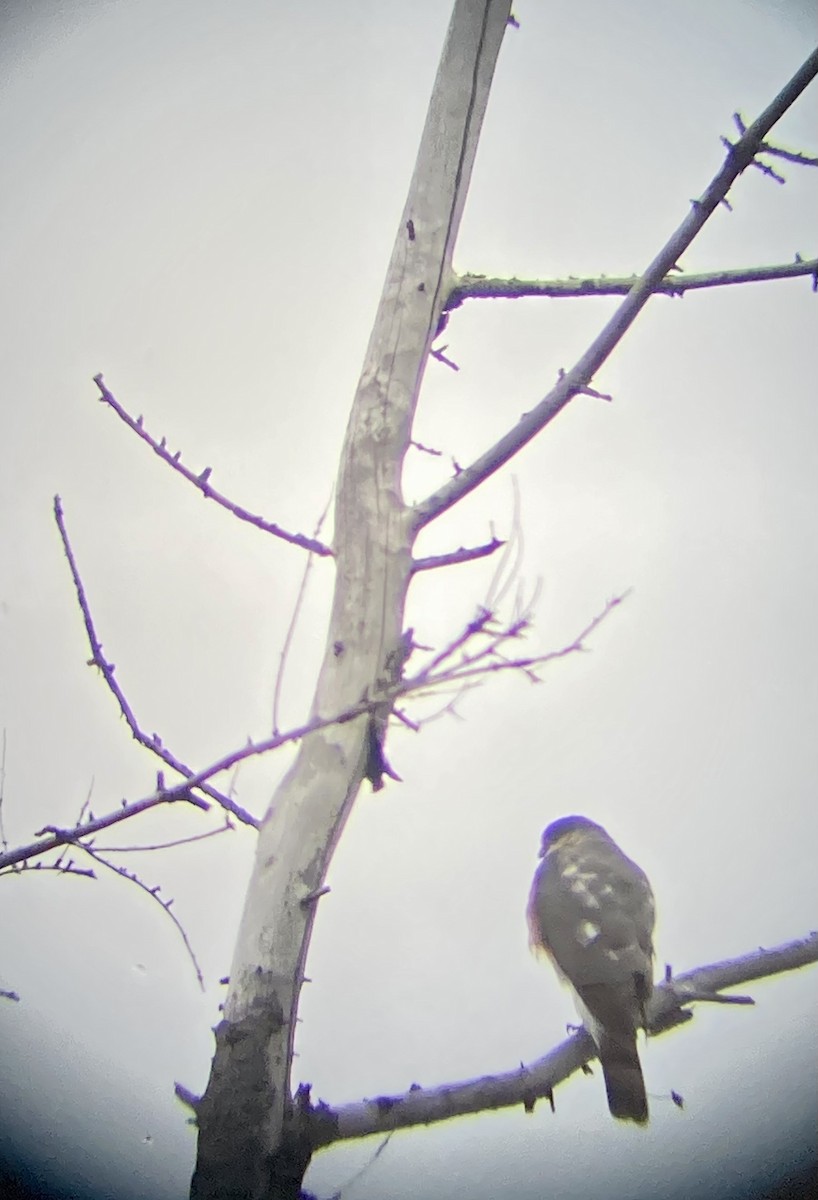 Sharp-shinned Hawk - Percy  Zalasky