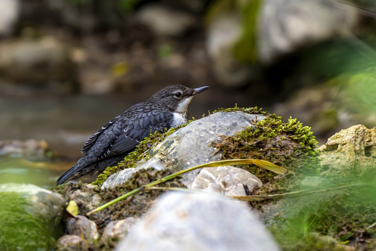 White-throated Dipper - Andrej Tabak