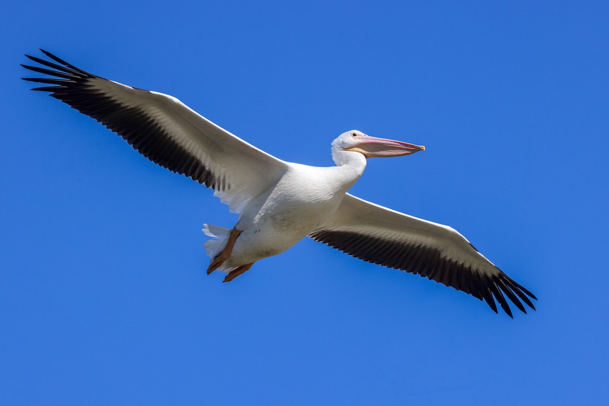 American White Pelican - Joey McCracken