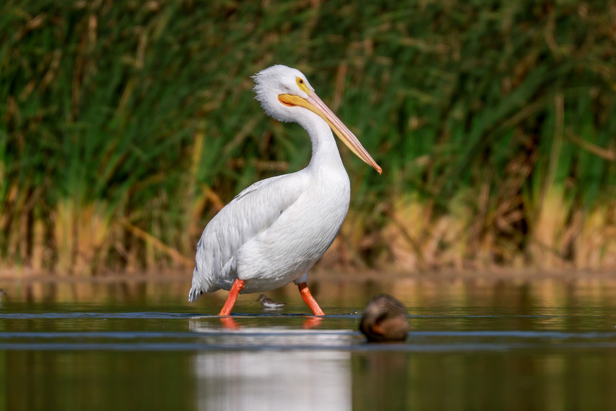 American White Pelican - Joey McCracken