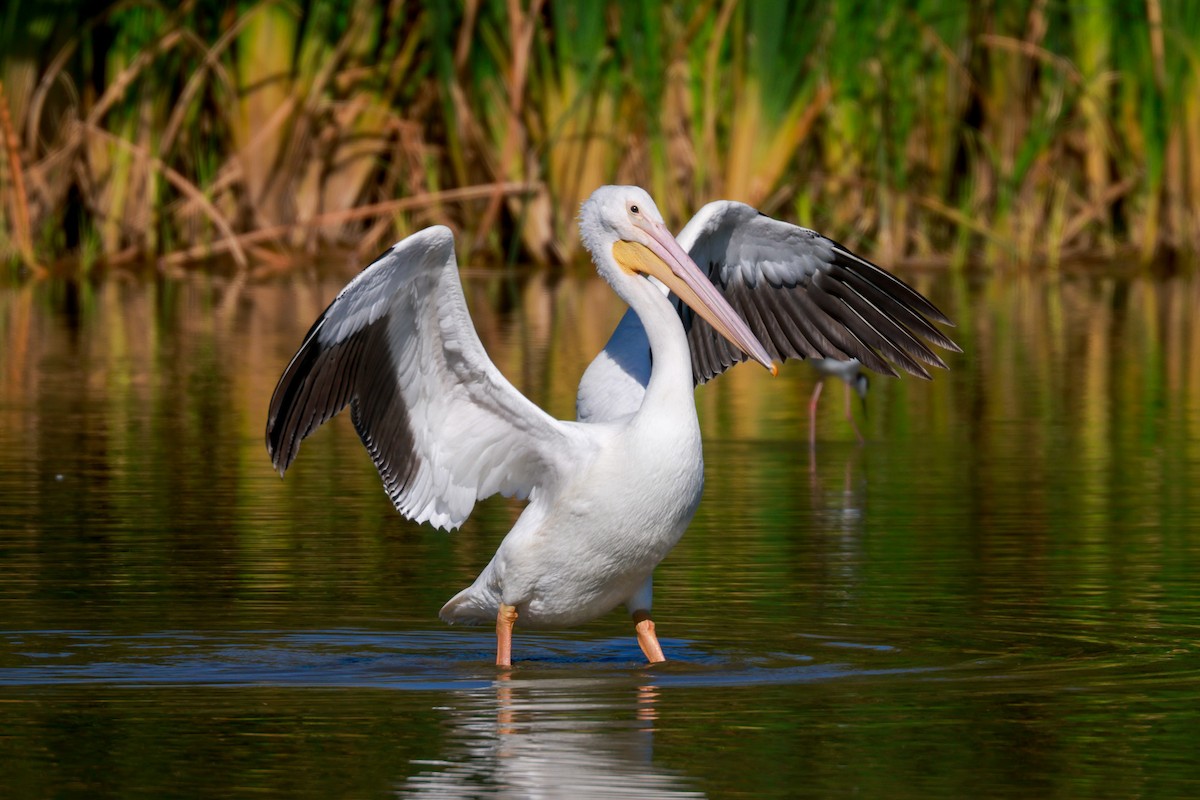 American White Pelican - Joey McCracken