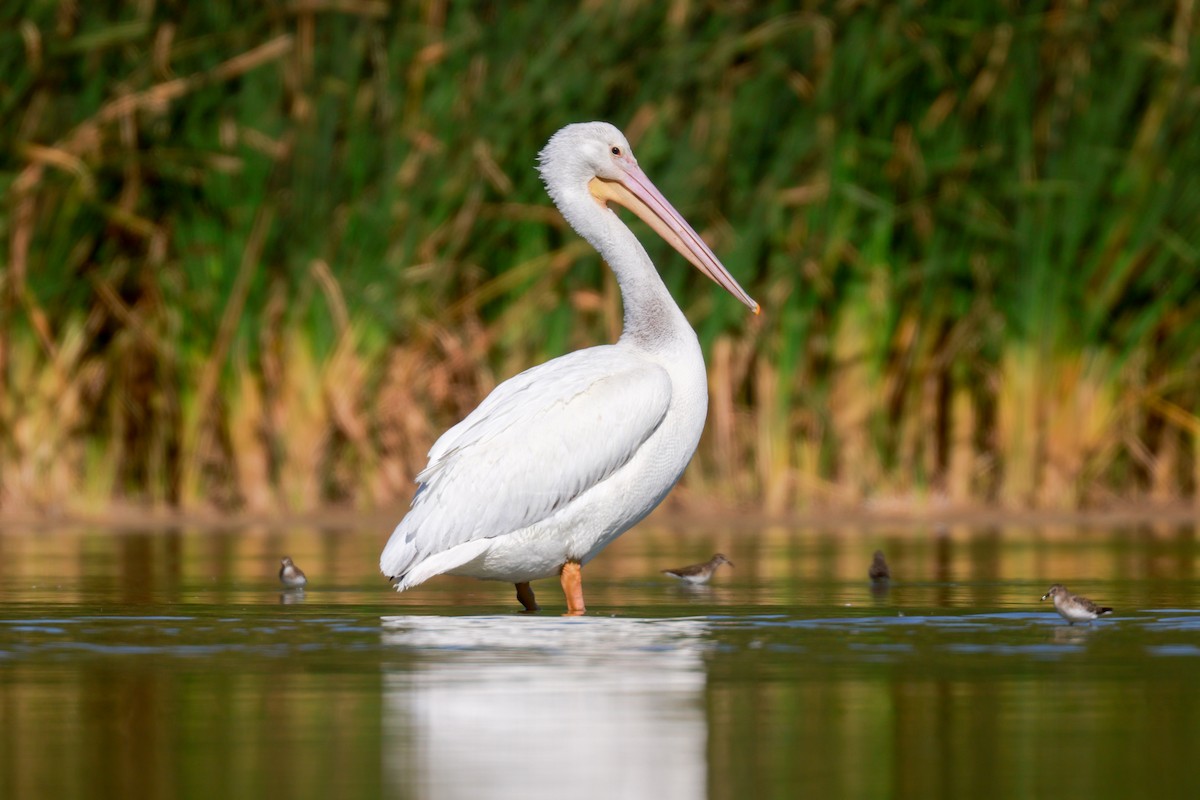 American White Pelican - Joey McCracken