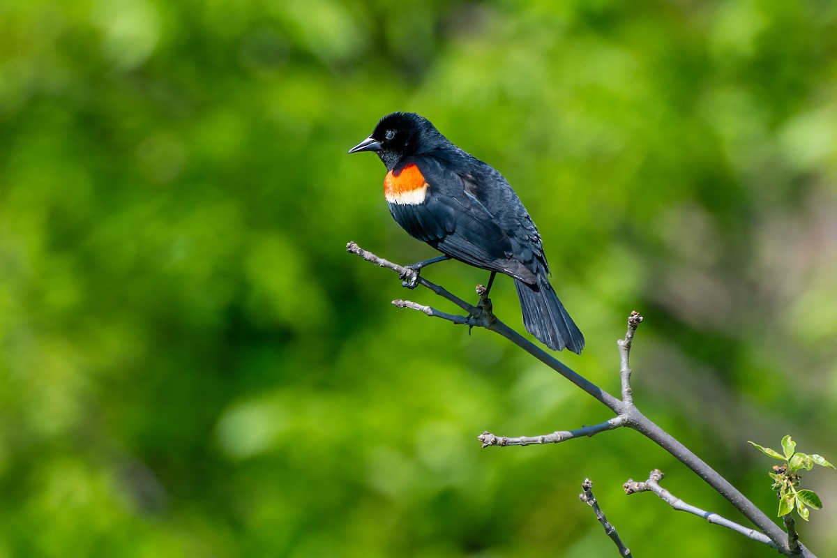 Red-winged Blackbird - Deepak Kumar Thyagarajan