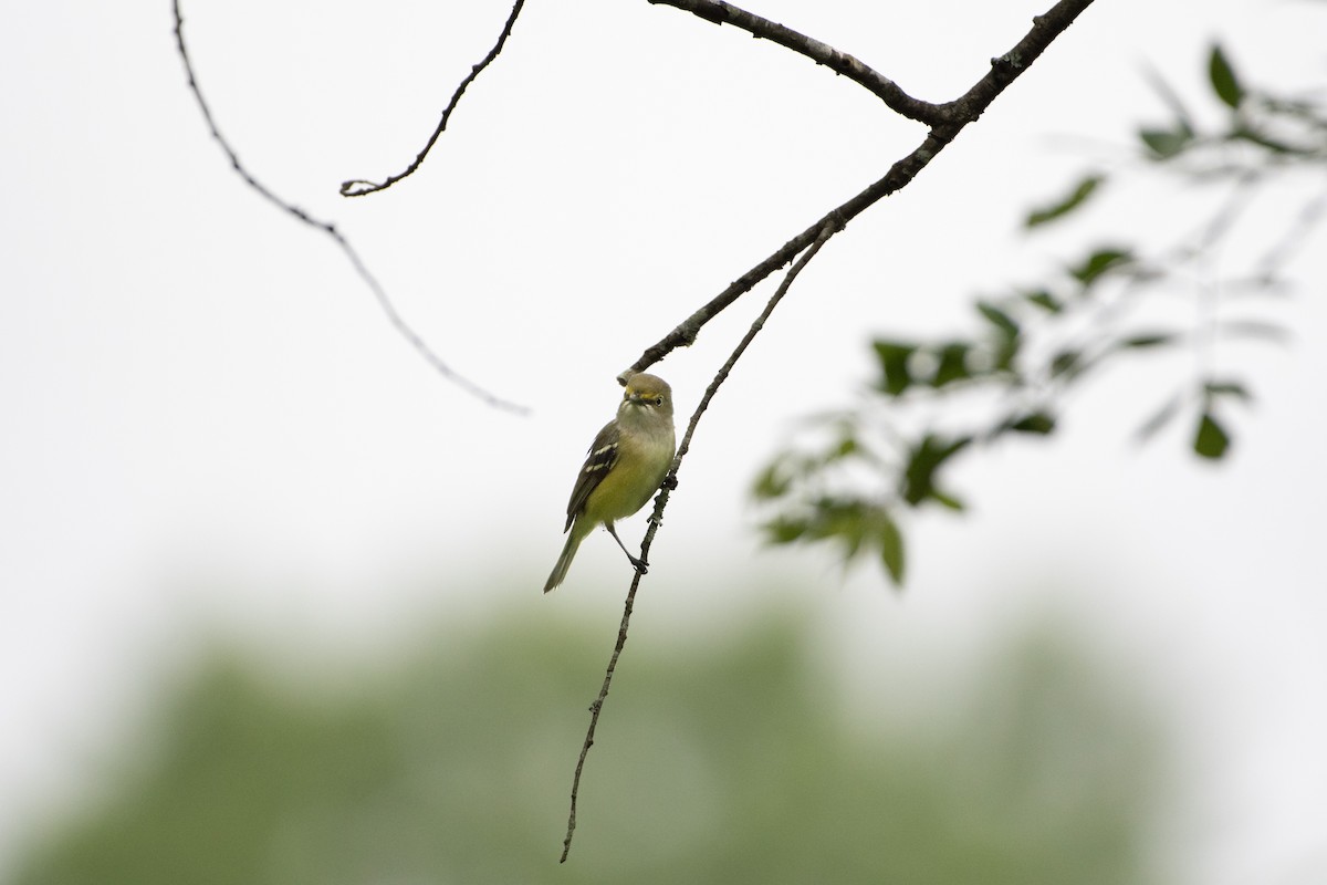 White-eyed Vireo - Larisa Prezioso