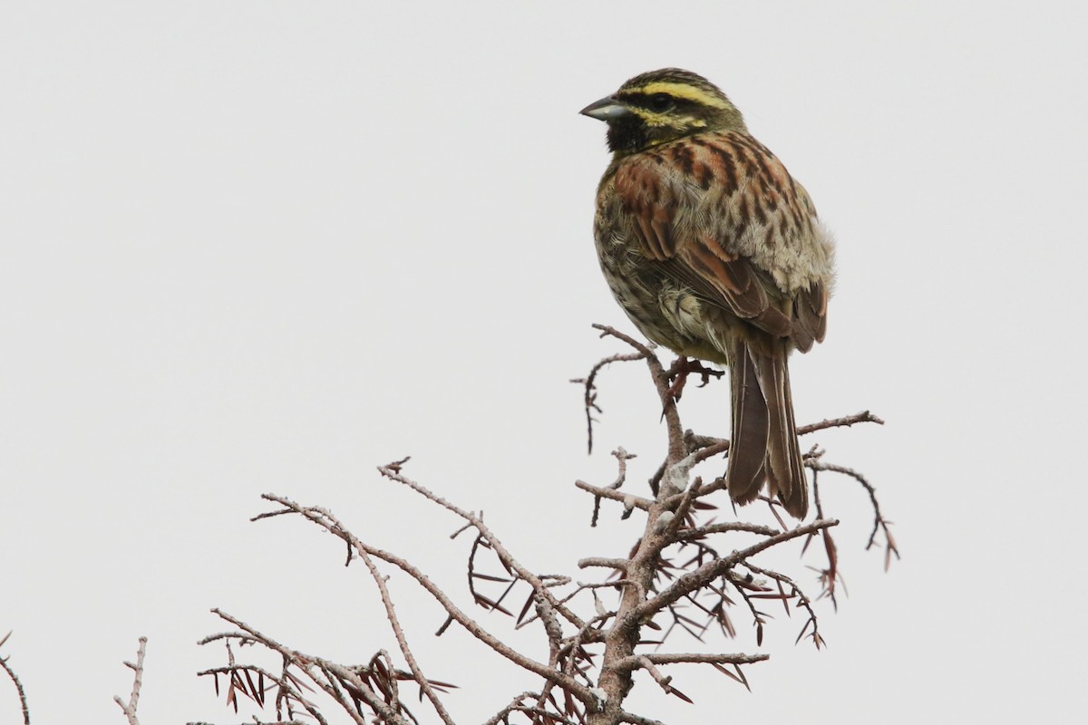Cirl Bunting - ML619495963