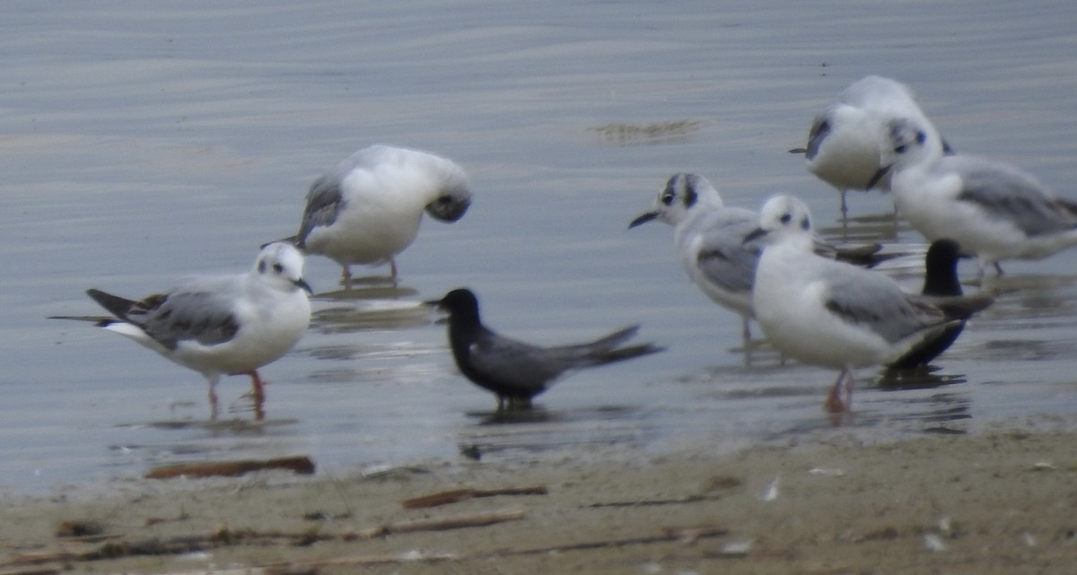 Black Tern - Laura Wilson