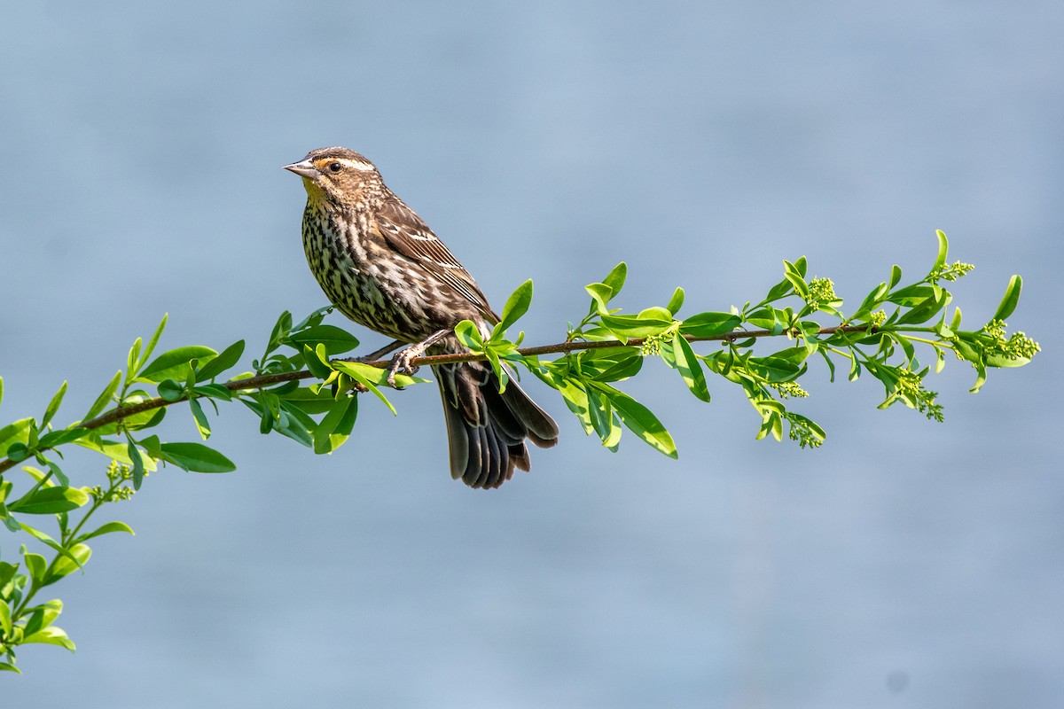 Red-winged Blackbird - Deepak Kumar Thyagarajan