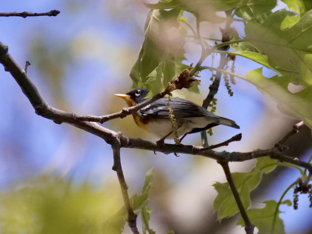 Northern Parula - Martin Byhower