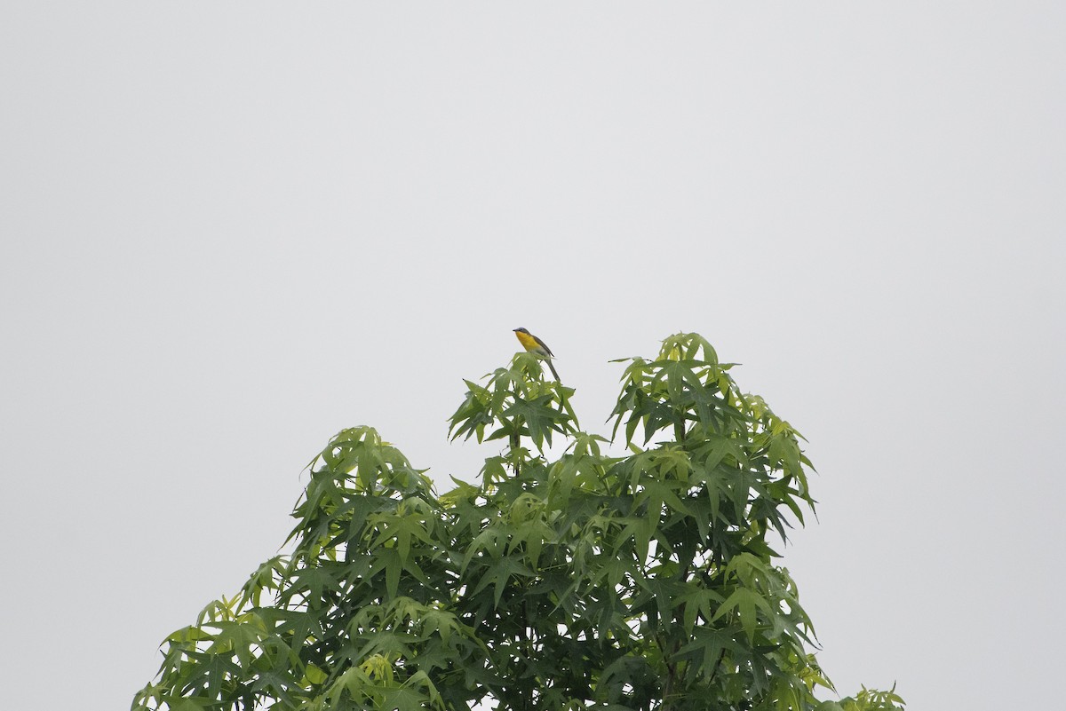 Yellow-breasted Chat - Larisa Prezioso