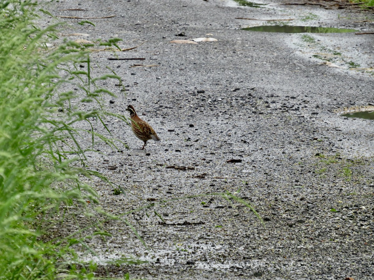 Northern Bobwhite - scott baldinger