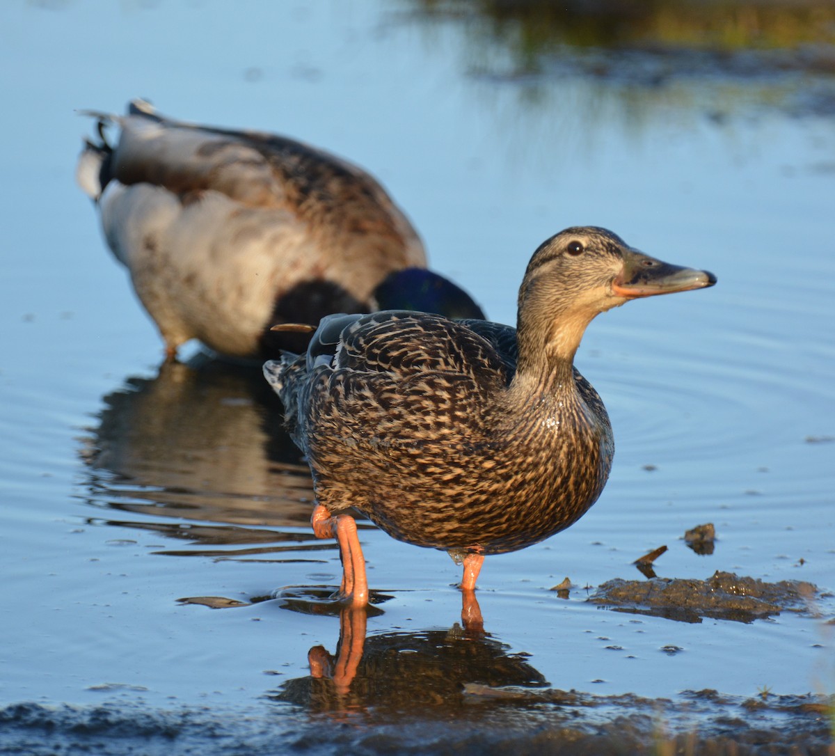 Mallard - Micky Komara