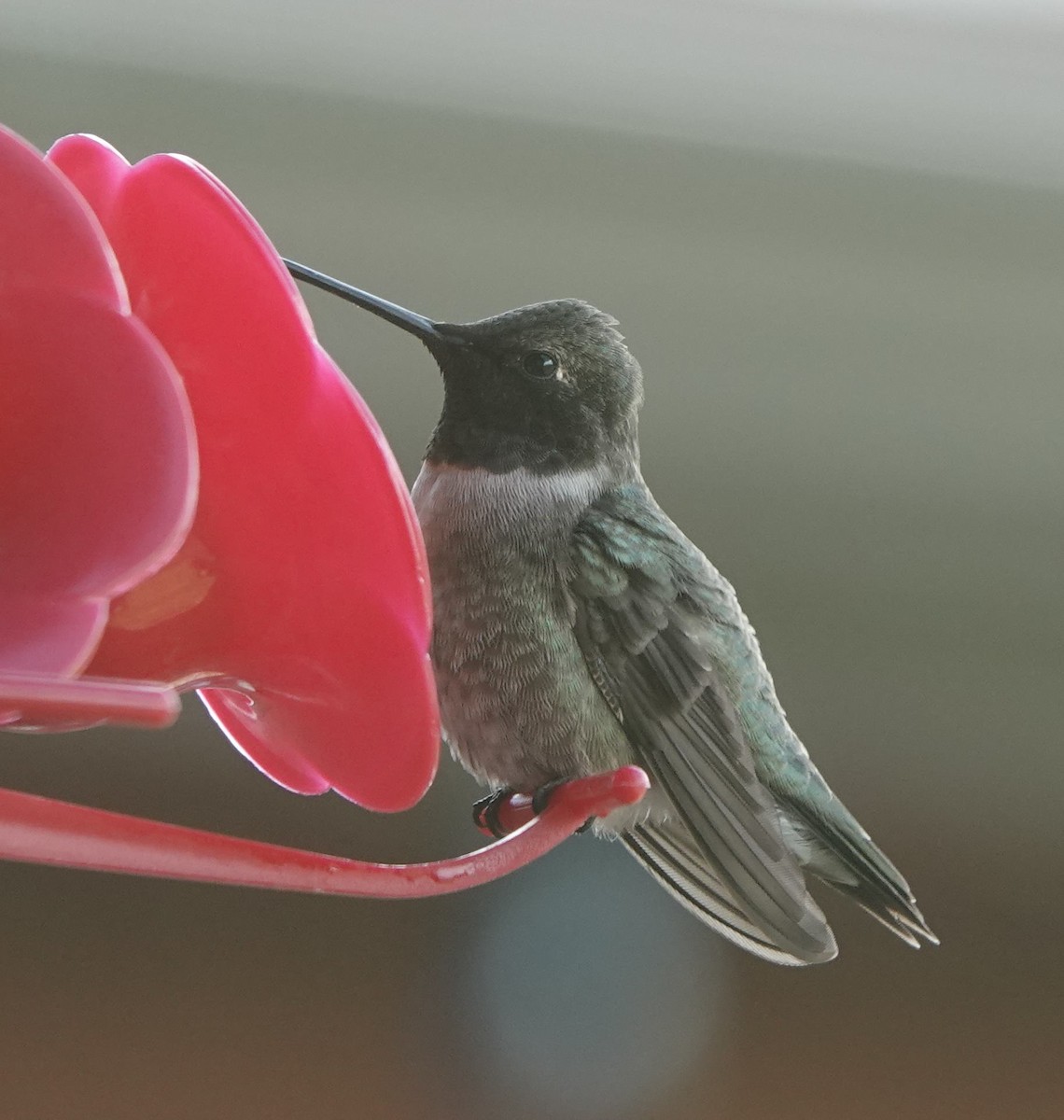 Black-chinned Hummingbird - Pat Lucas