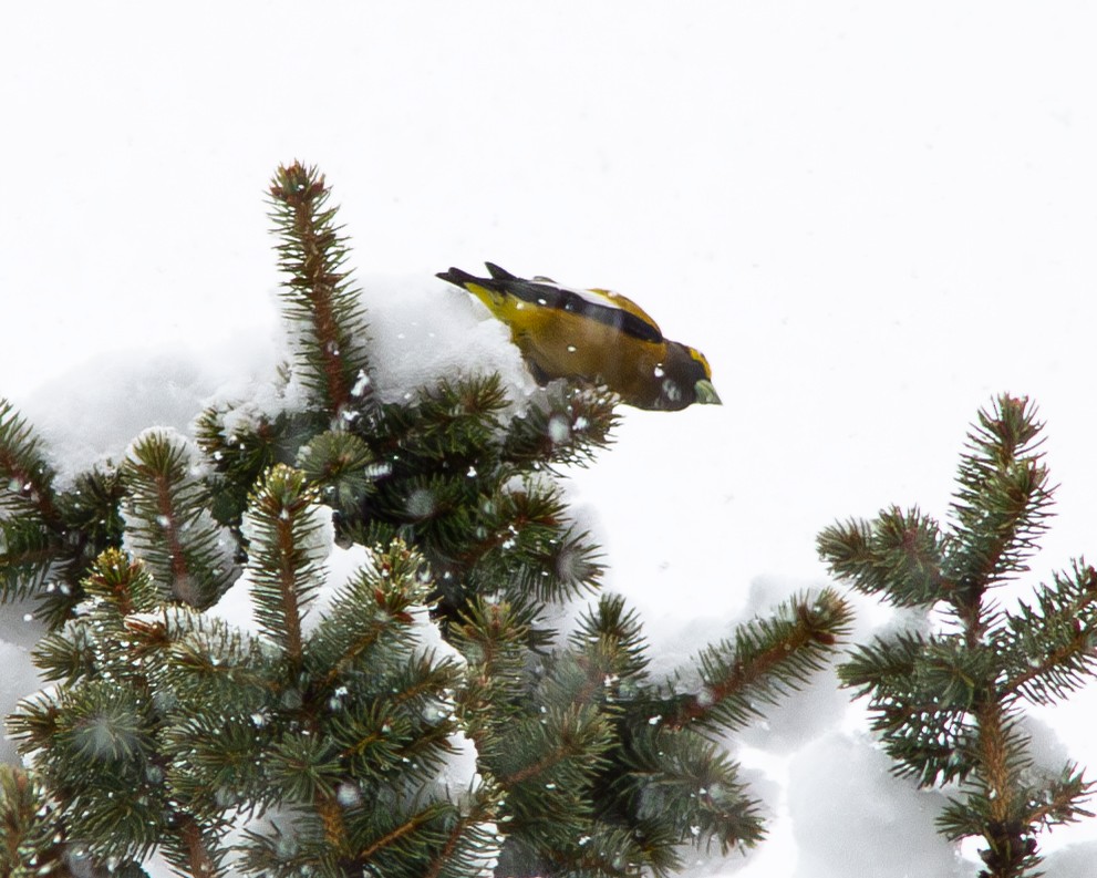 Evening Grosbeak - Karinne Nugent