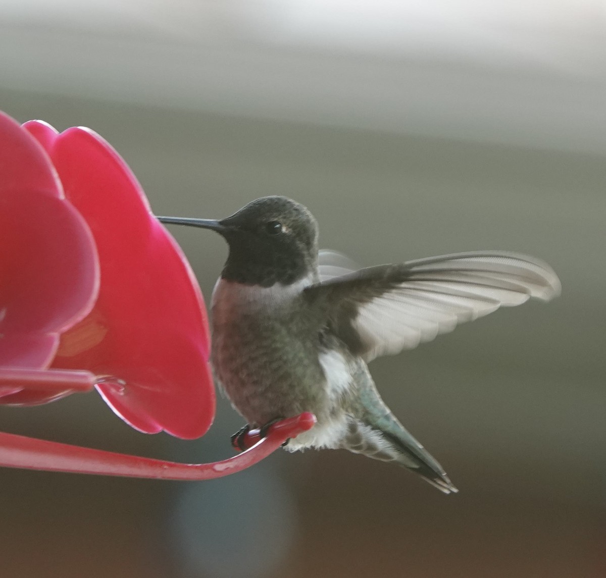 Black-chinned Hummingbird - Pat Lucas