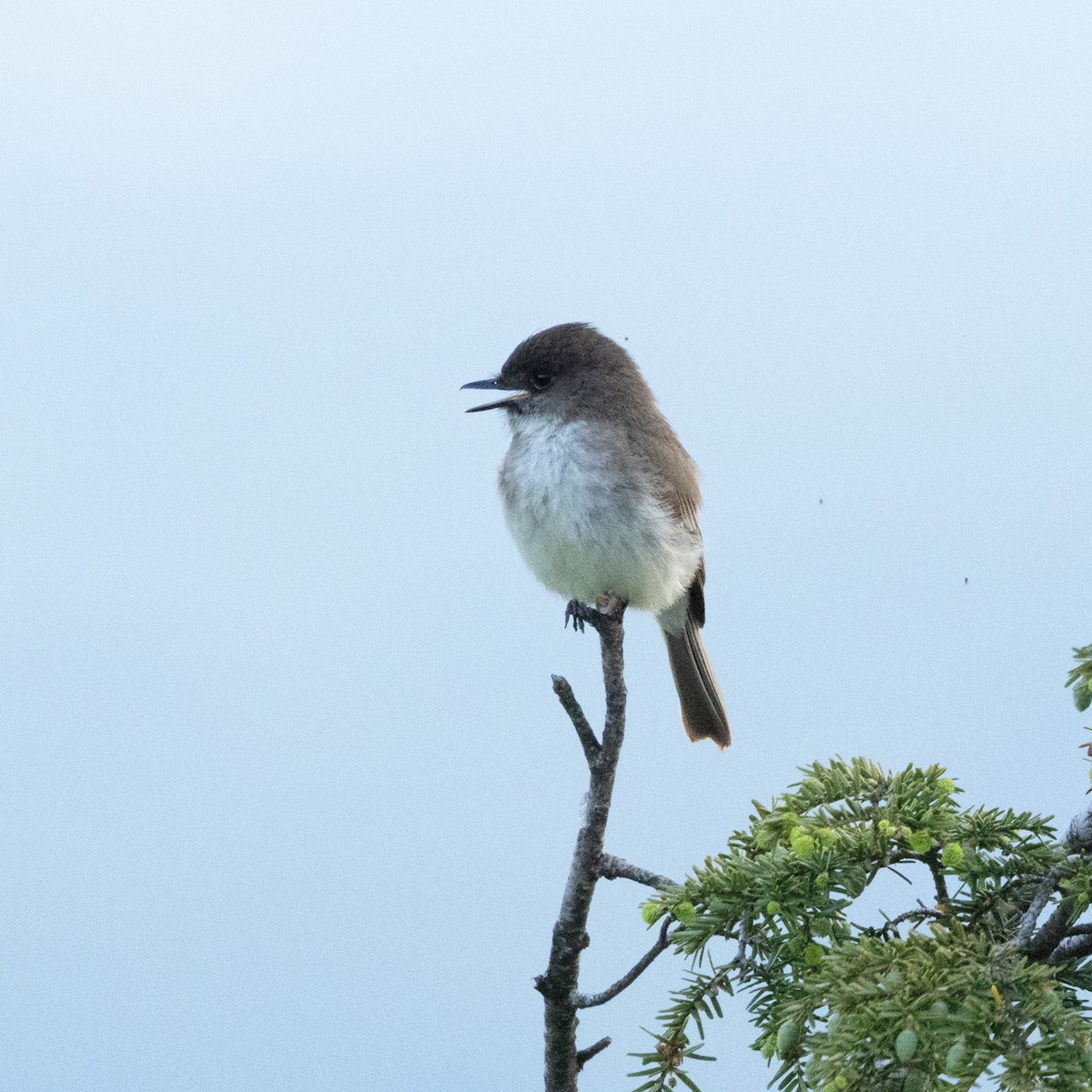 Eastern Phoebe - Mary McKitrick