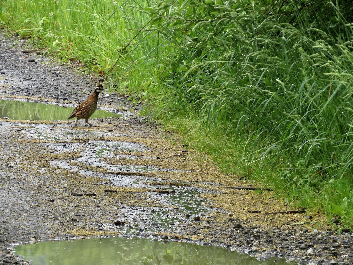 Northern Bobwhite - scott baldinger