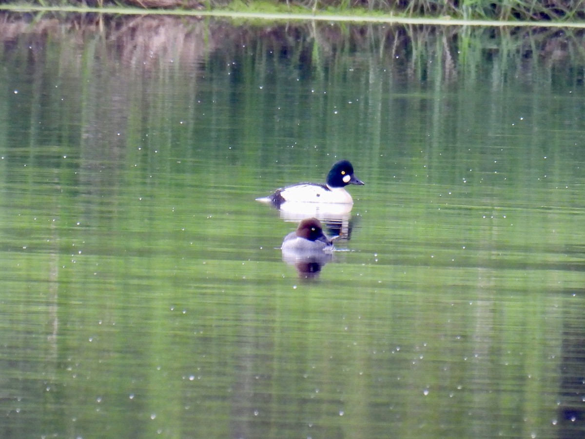 Common Goldeneye - Jeanne Tucker