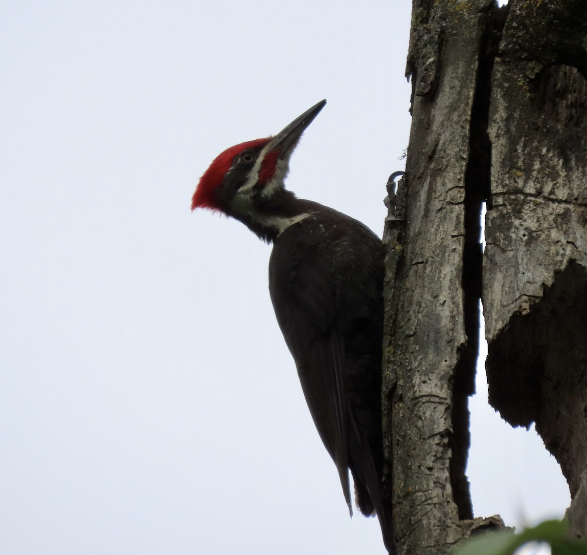 Pileated Woodpecker - Linda Swanson