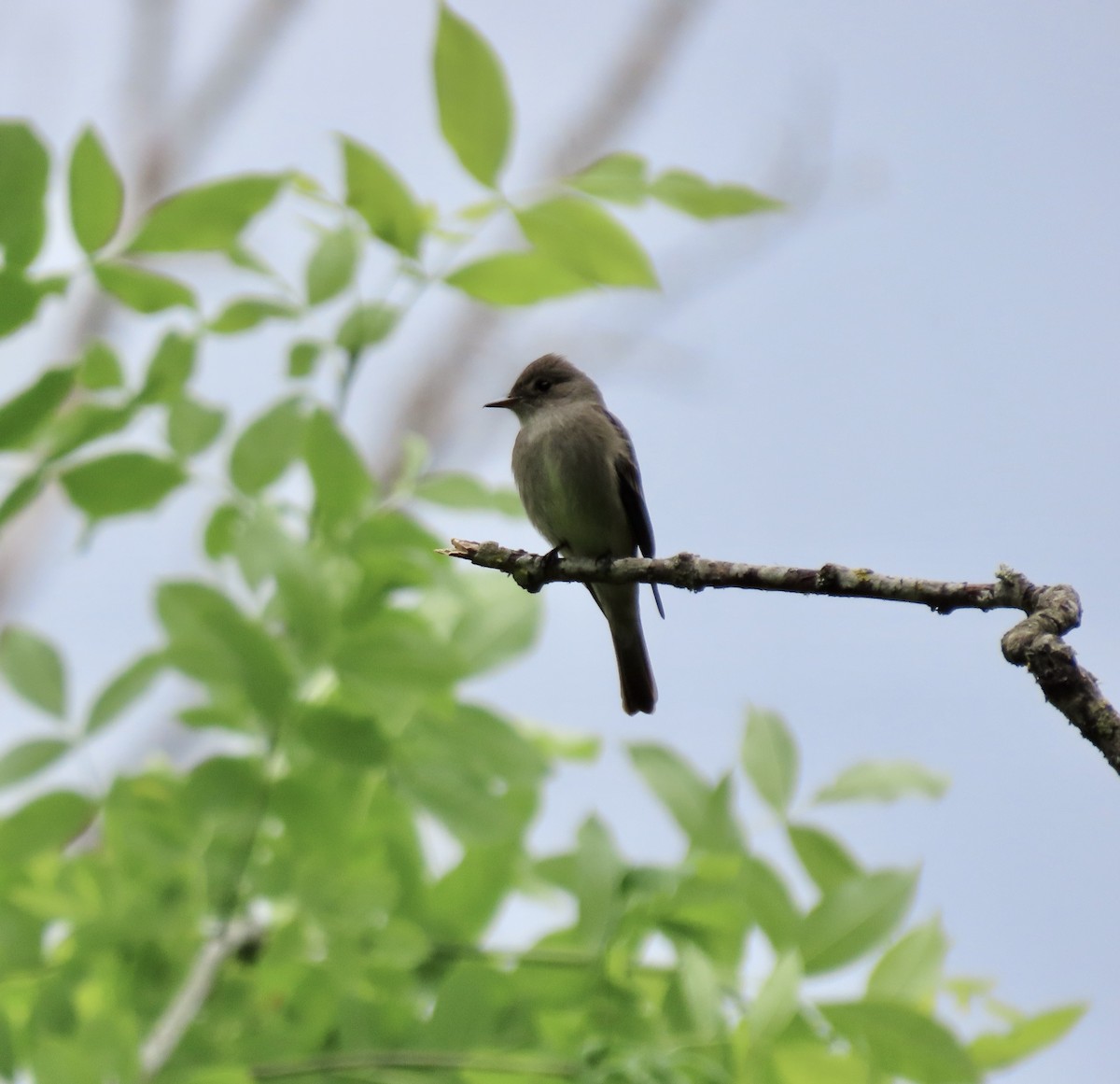 Western Wood-Pewee - Linda Swanson