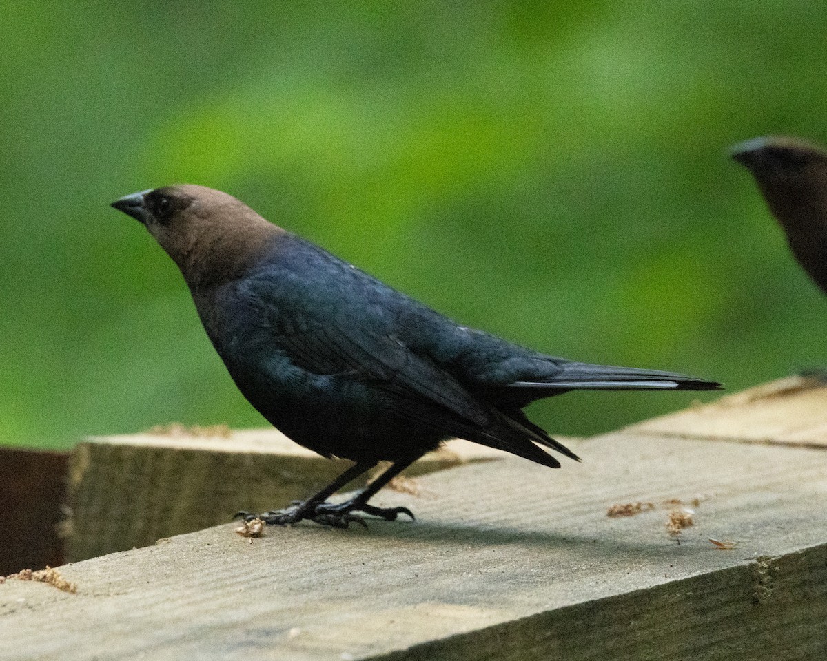 Brown-headed Cowbird - Mary McKitrick