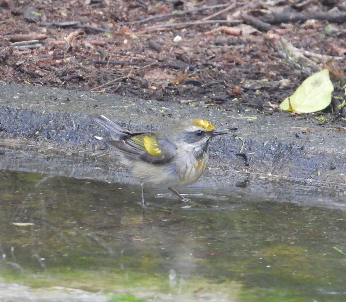 Golden-winged Warbler - Jeff Miller