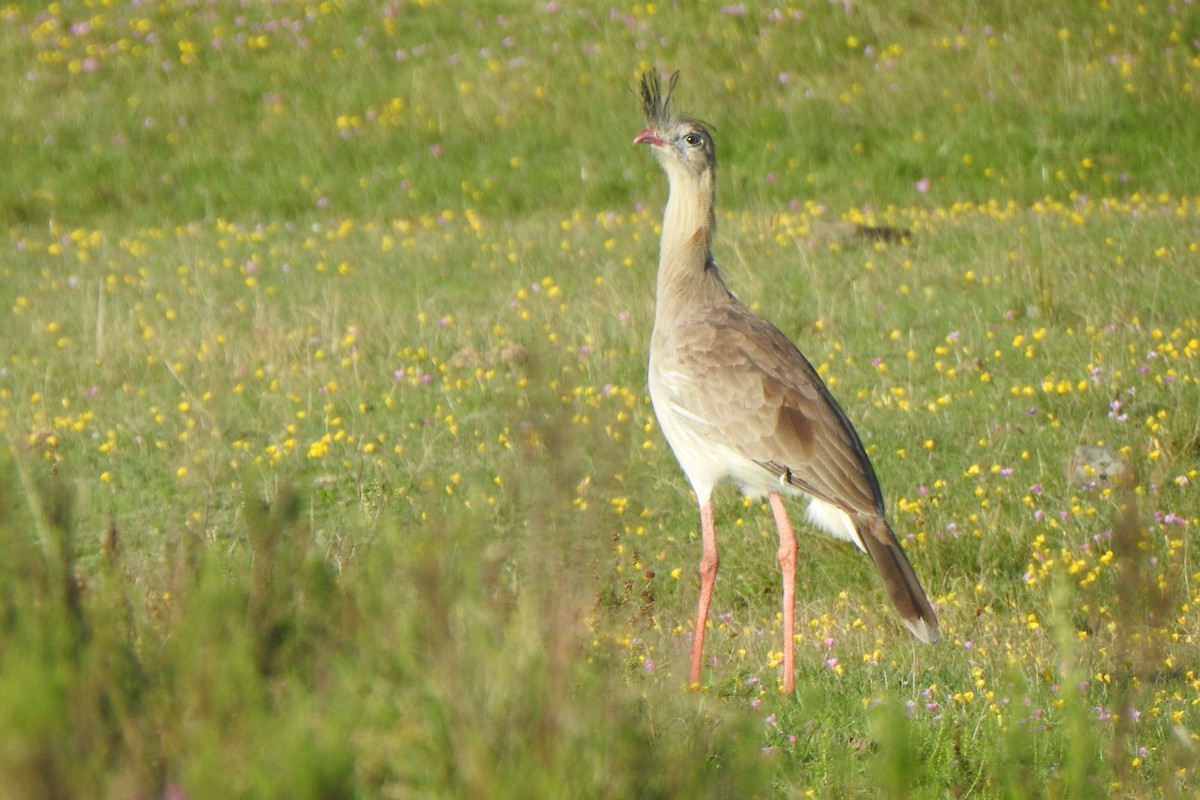 Red-legged Seriema - Diego Castelli