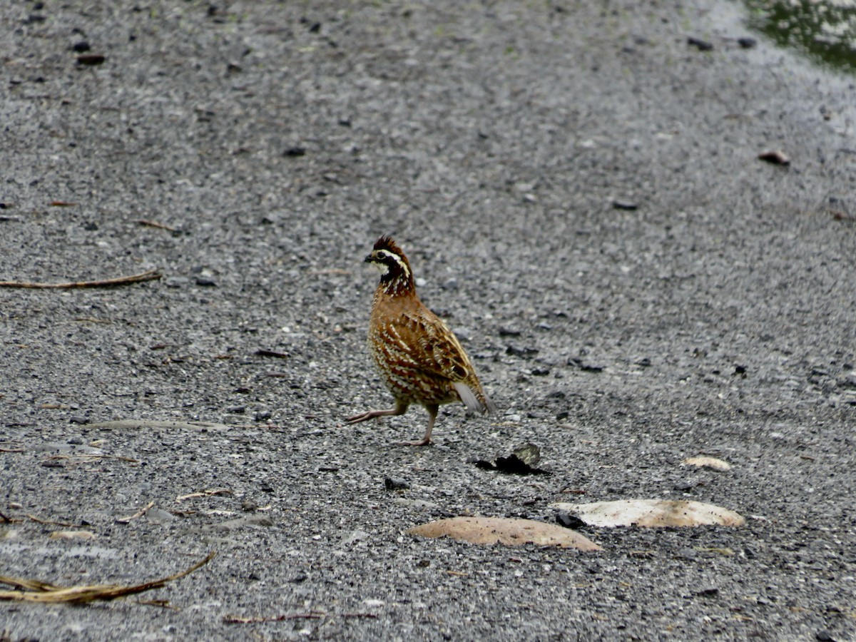 Northern Bobwhite - scott baldinger