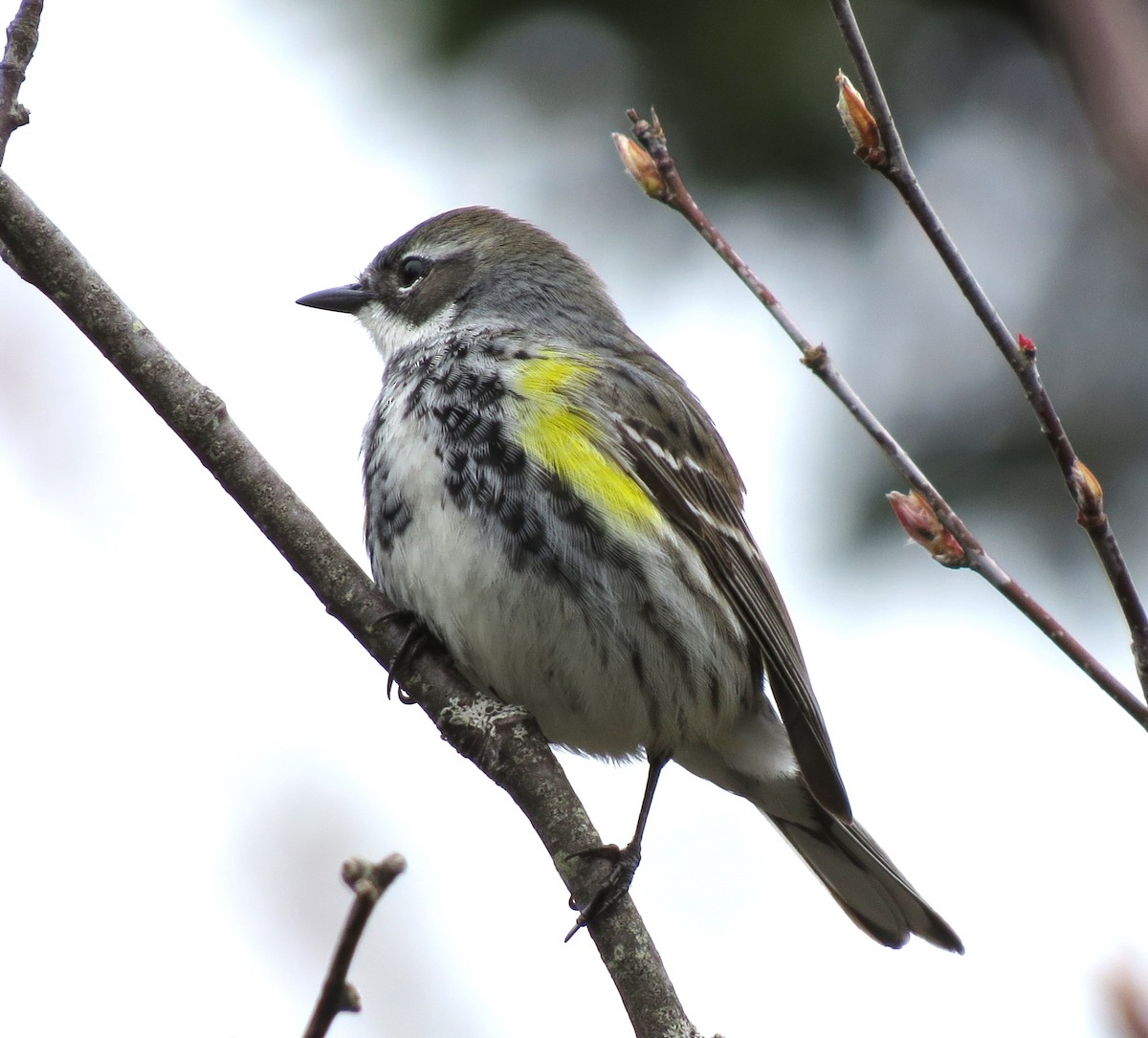 Yellow-rumped Warbler - ML619496051