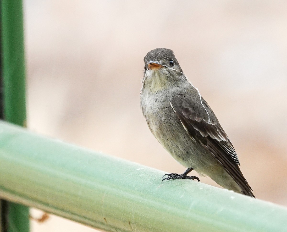 Western Wood-Pewee - Eunice Schroeder