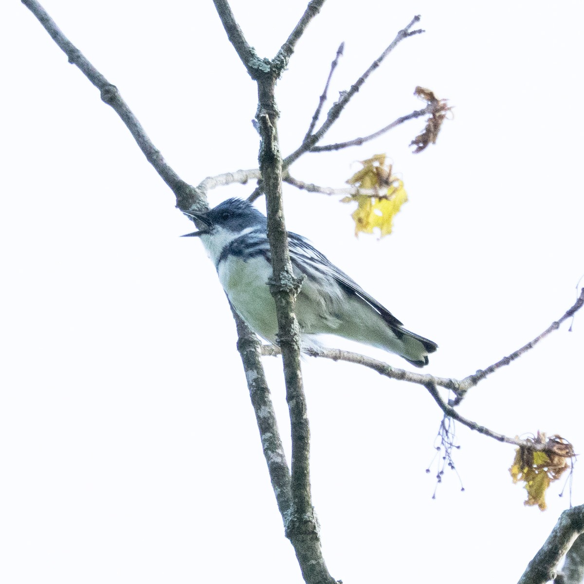 Cerulean Warbler - Mary McKitrick