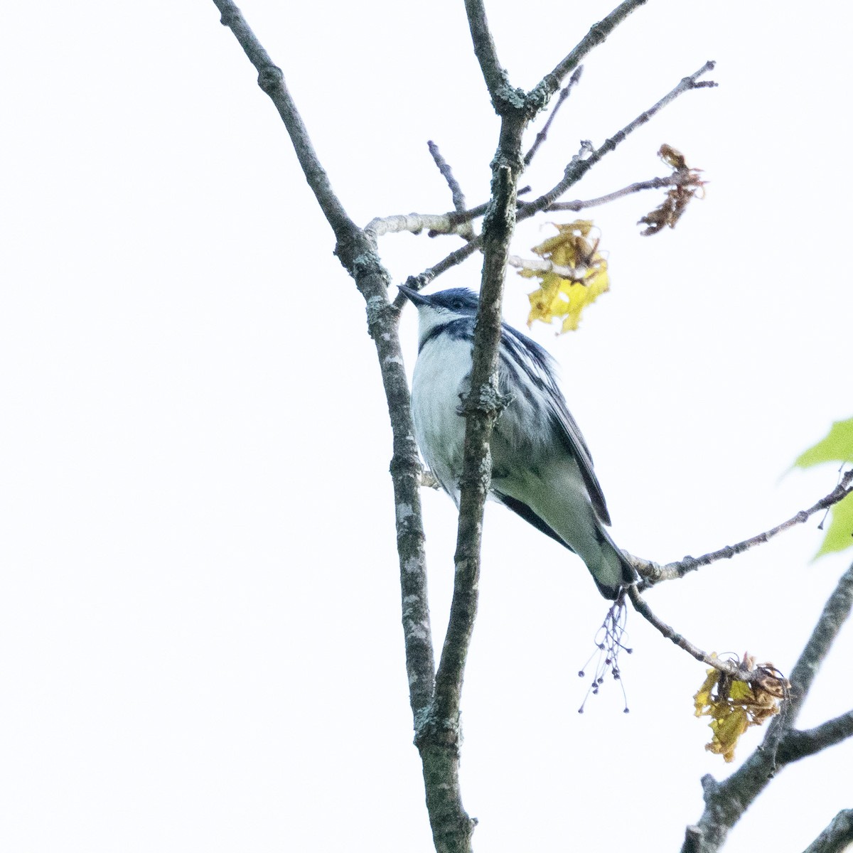 Cerulean Warbler - Mary McKitrick