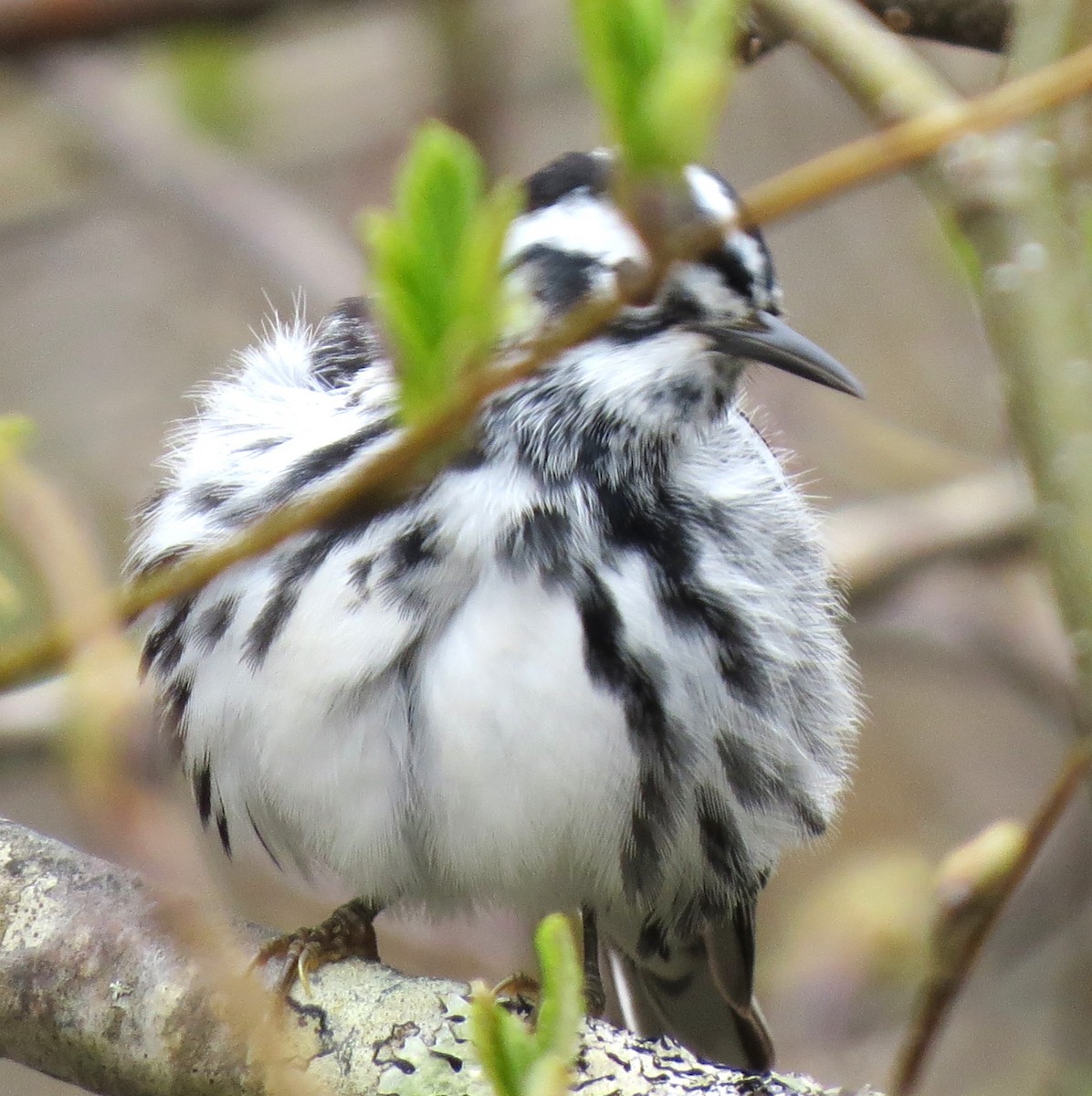 Black-and-white Warbler - James Hirtle