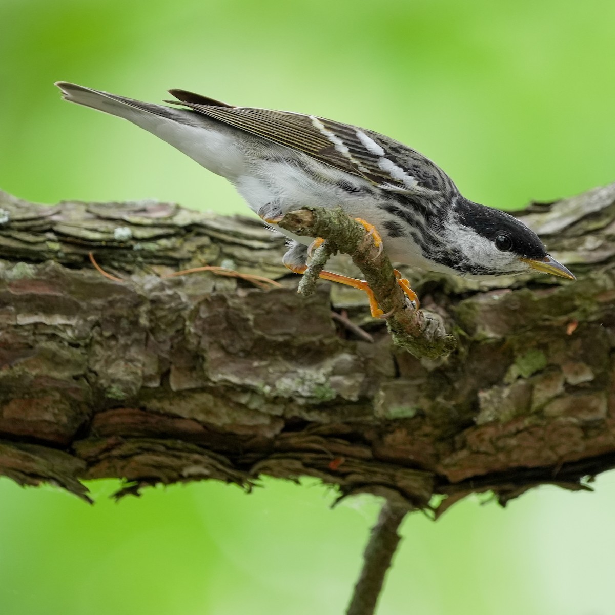 Blackpoll Warbler - TJ Byrd