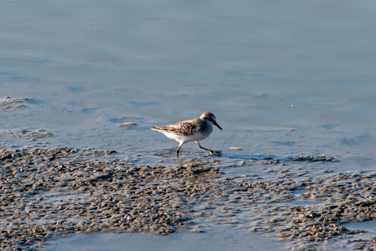 Semipalmated Sandpiper - Dawn S