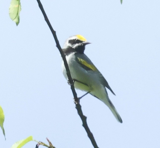 Golden-winged Warbler - Walter Somerville