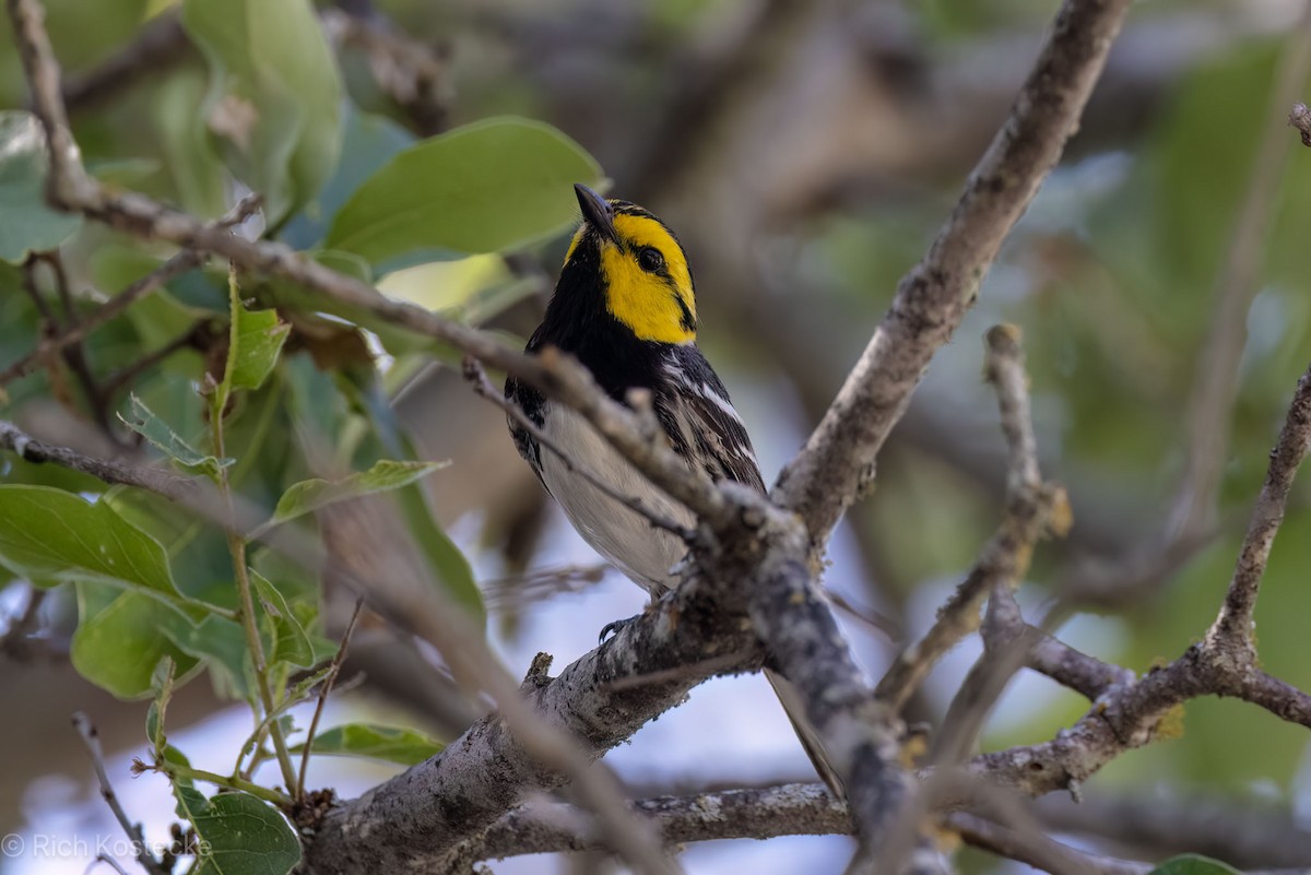 Golden-cheeked Warbler - Rich Kostecke