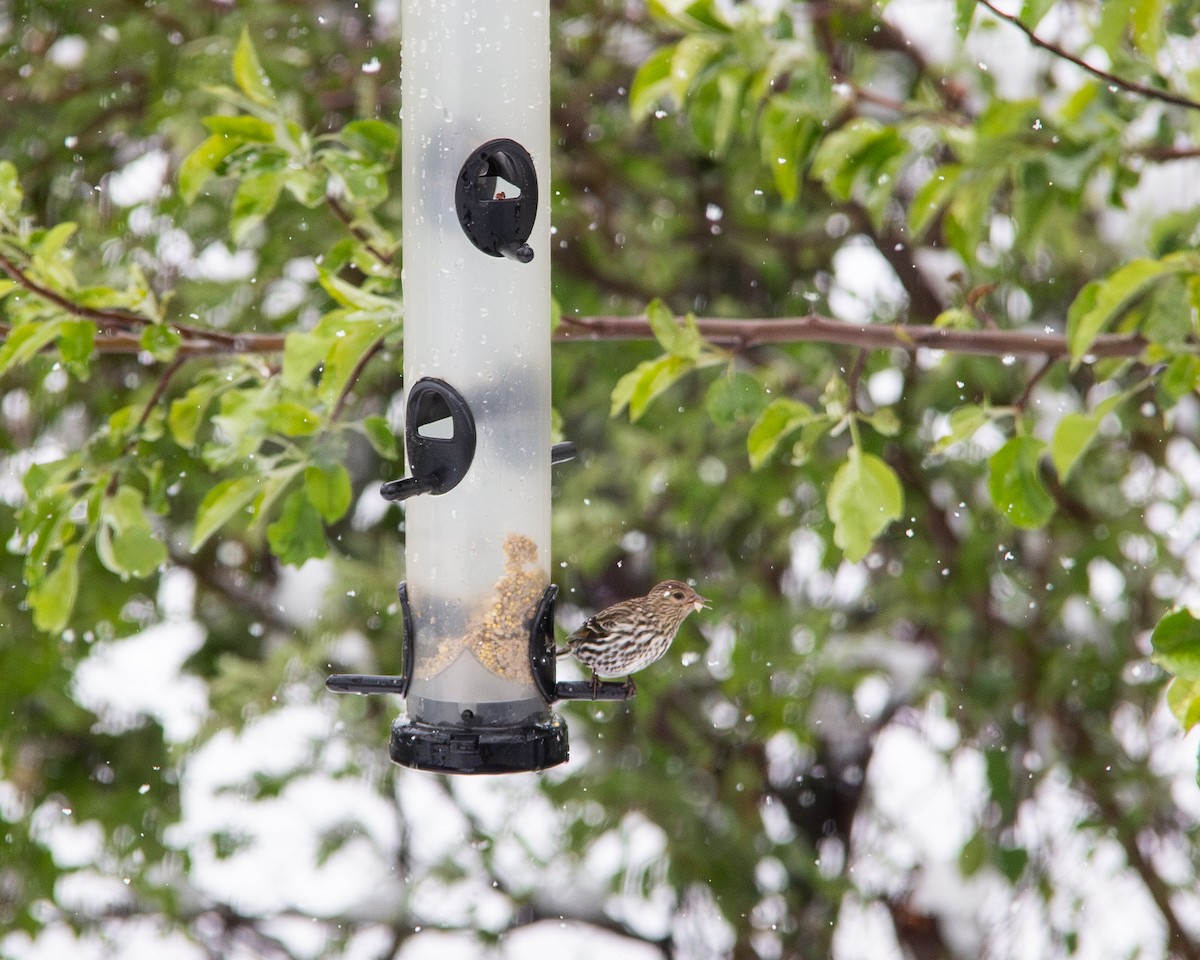 Pine Siskin - Karinne Nugent