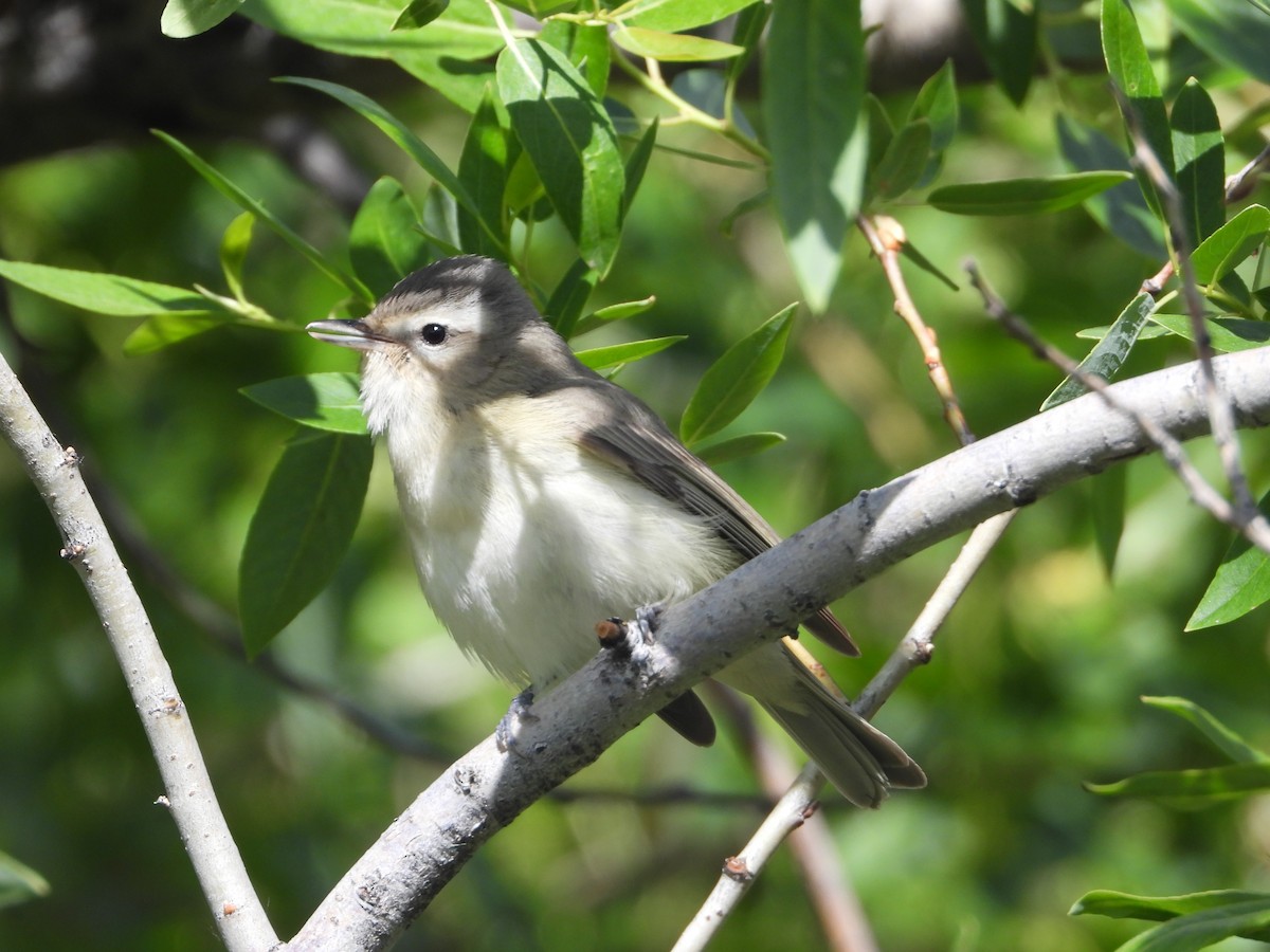 Warbling Vireo - Tom Wuenschell