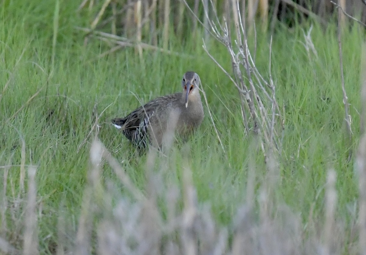 Clapper Rail - Christopher Veale