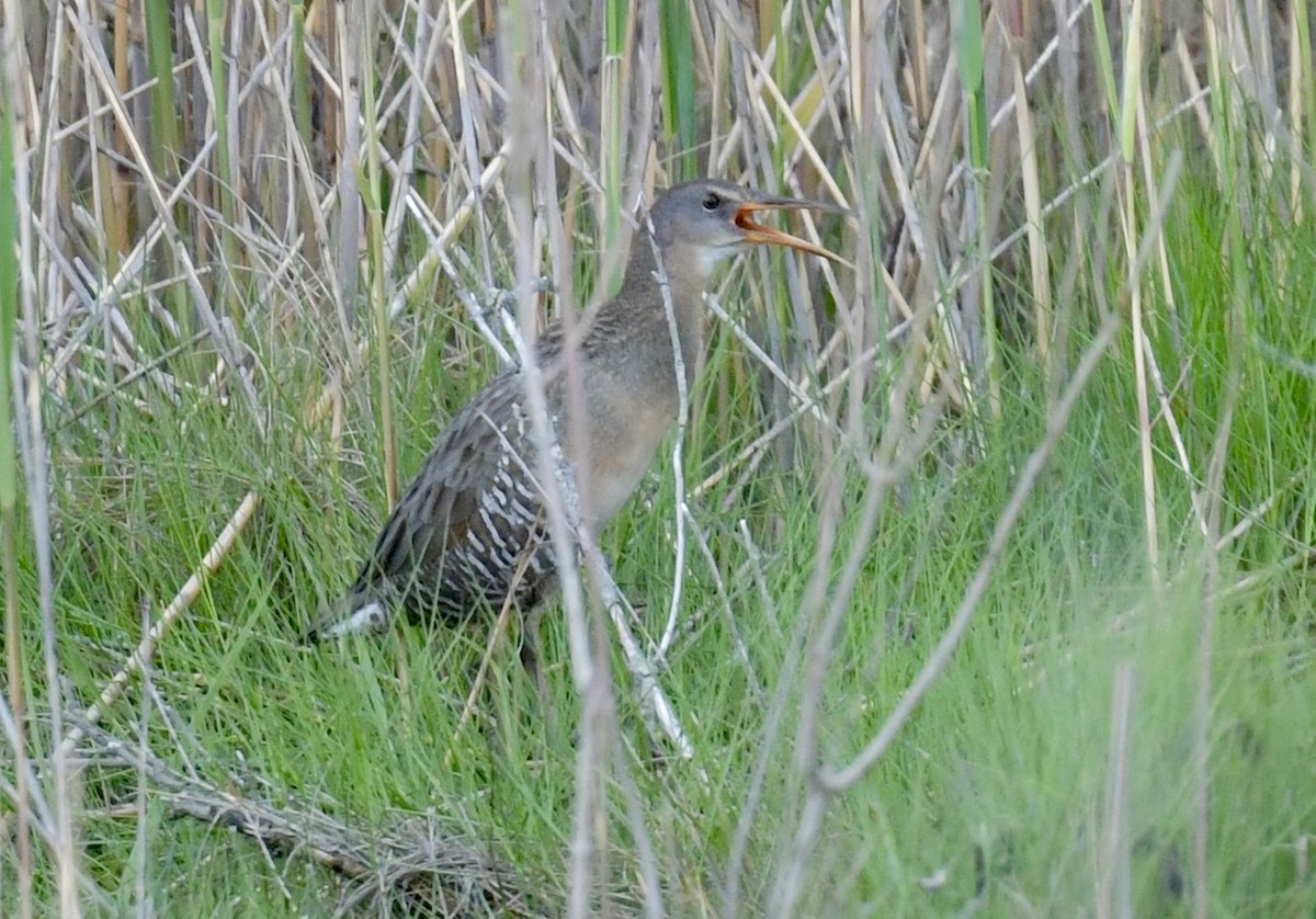 Clapper Rail - Christopher Veale