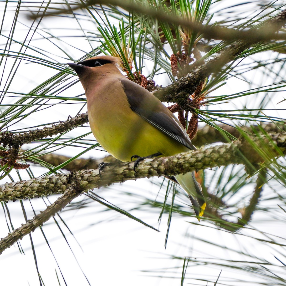 Cedar Waxwing - TJ Byrd