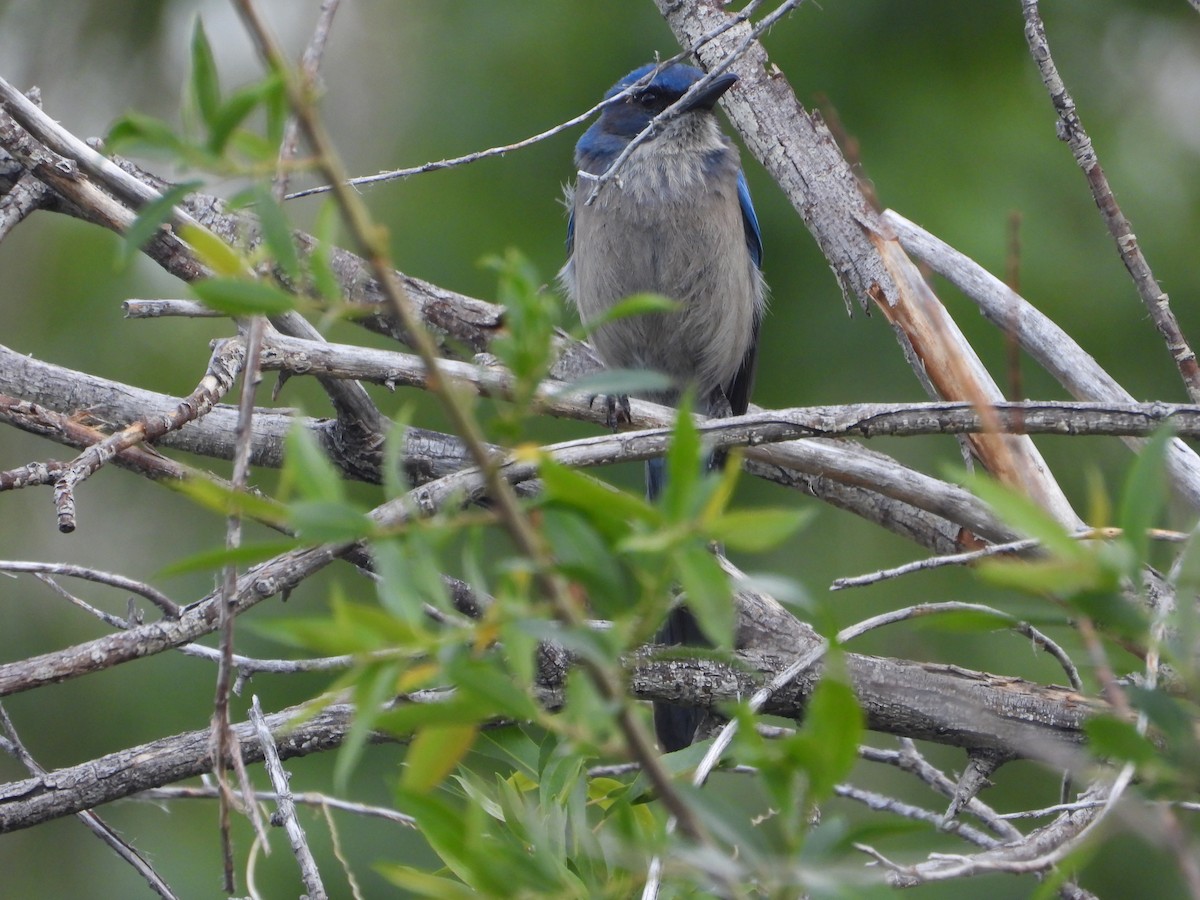 Woodhouse's Scrub-Jay - Tom Wuenschell