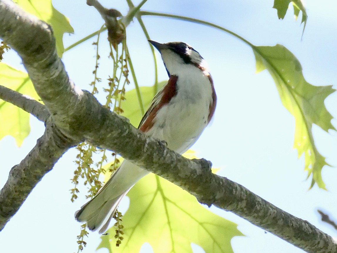 Chestnut-sided Warbler - Martin Byhower