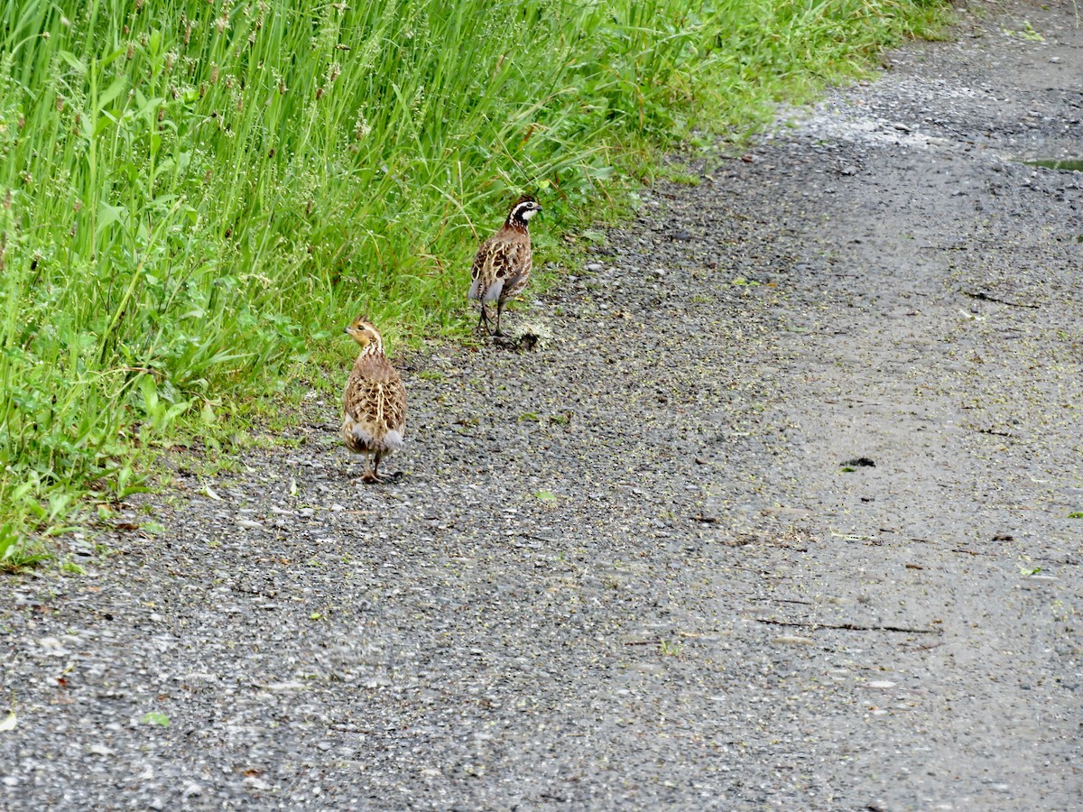 Northern Bobwhite - scott baldinger