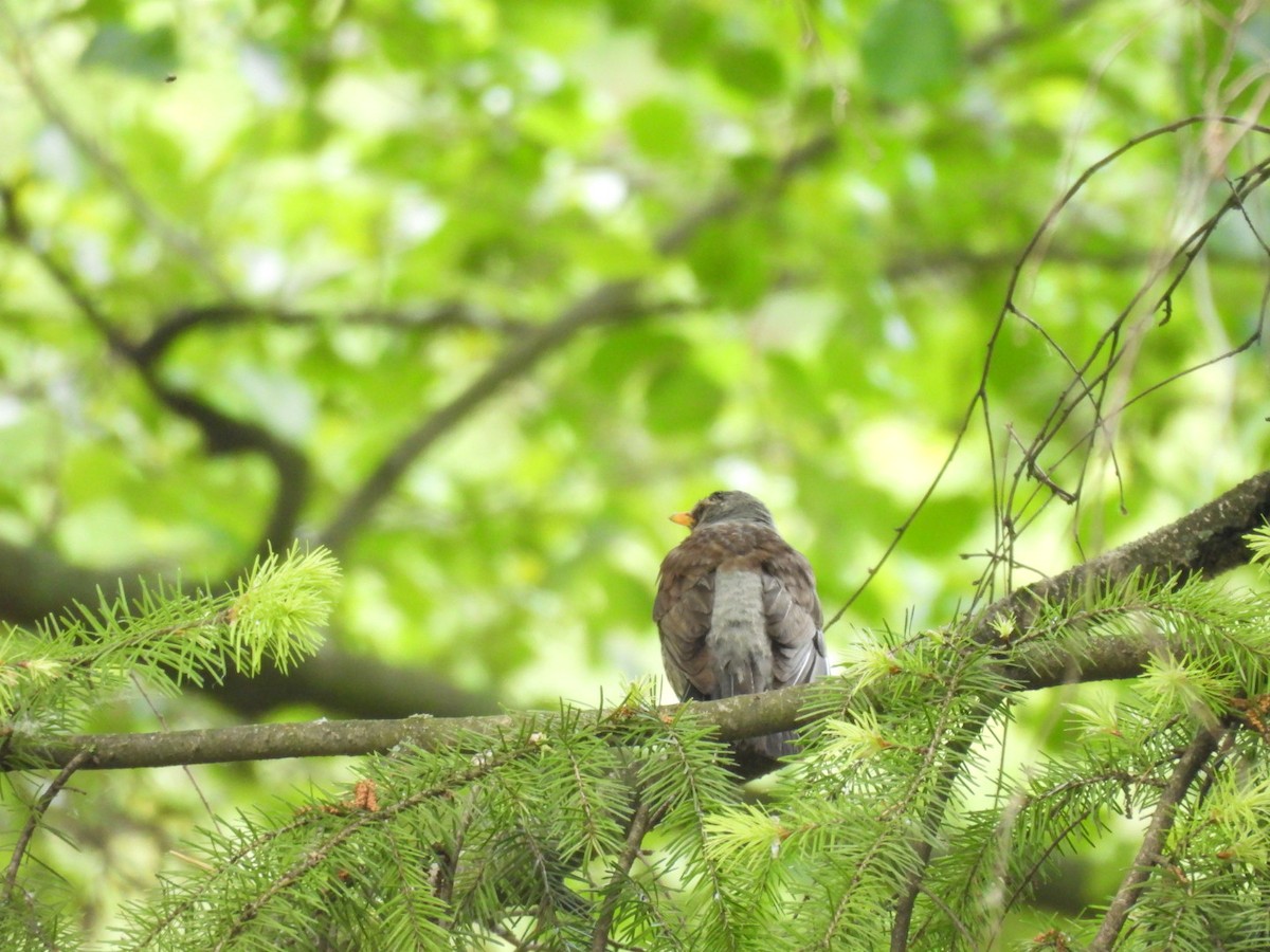 Fieldfare - Zuzana Kobesova