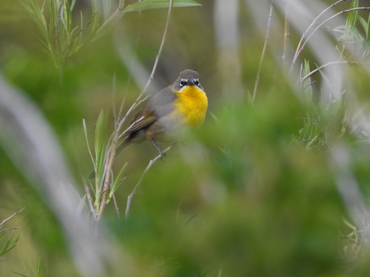 Yellow-breasted Chat - Tom Wuenschell